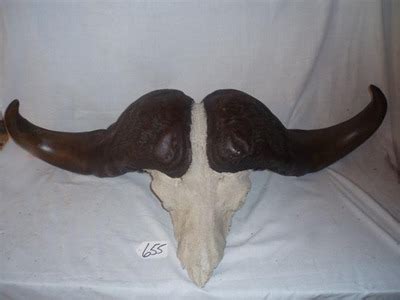 Faux Cape Buffalo Horns And | #1249710