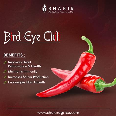 Bird’s Eye Chili is one of the most versatile vegetables in the world and is known for its ...