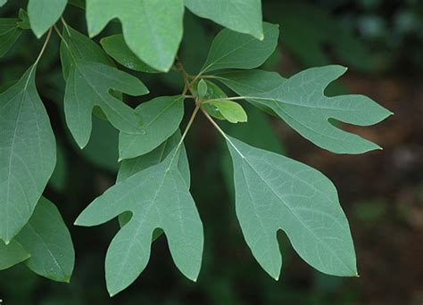 Sassafras albidum | Landscape Plants | Oregon State University