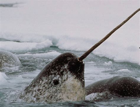 The narwhal or narwhale is a medium-sized toothed whale that possesses ...