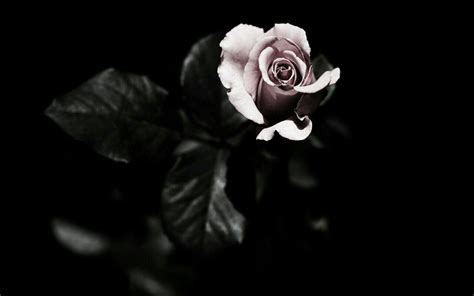 Aesthetic Dark Rose Wallpapers - Wallpaper Cave