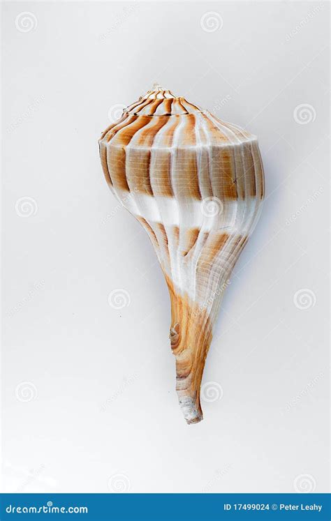 Lightning Whelk Shell stock photo. Image of aquarium - 17499024