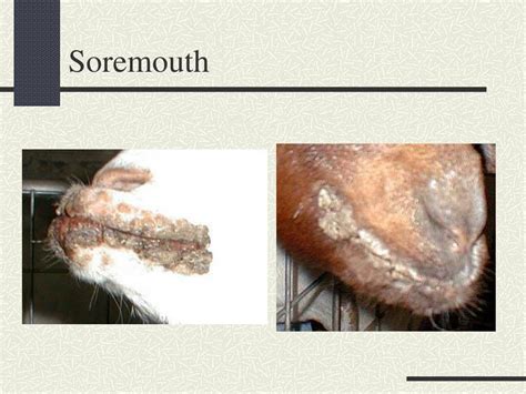 PPT - Common Goat Diseases Signs, Prevention, and Treatment PowerPoint ...