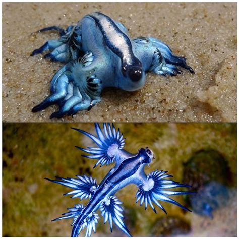 The Blue Sea Slug also known as the Blue Dragon | Blue sea slug, Sea slug, Dragon fish