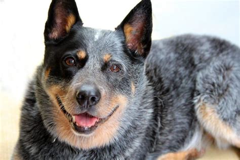 Pictures Of Blue Heelers : Australian cattle dogs—also known as blue heelers, red heelers, or ...