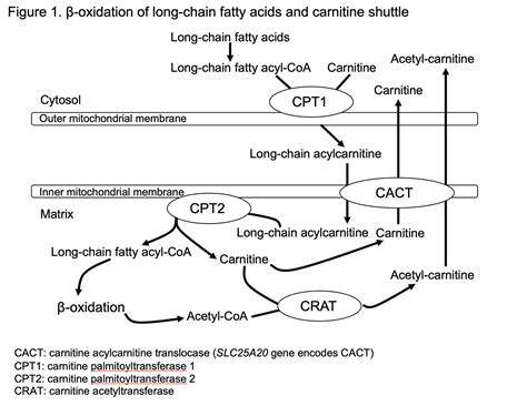 Carnitine Shuttle