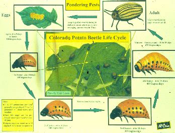 COLORADO POTATO BEETLE | CropWatch