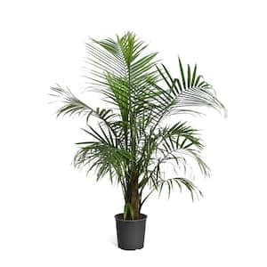 Palm - Outdoor Plants - Garden Center - The Home Depot