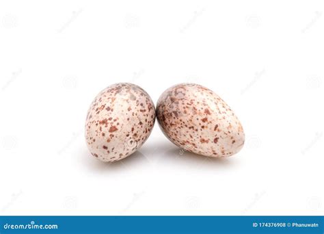 Two Eggs of Zebra Dove Birds in Brown Dry Grass Nest Isolated on White Stock Photo - Image of ...