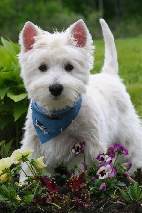 5 Most Hidden Facts About Westie Puppies ... [Exclusive] | Köpek türleri, Hayvan bebekler, Evcil ...