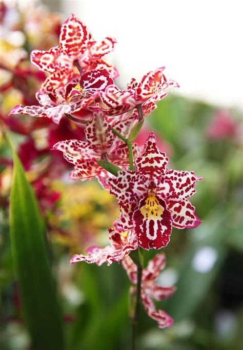 53 best Oncidium Orchids images on Pinterest | Orchid flowers, Beautiful flowers and Orchids