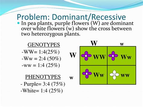 Recessive Punnett Square