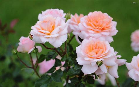 How to Plant and Care for Rose Bushes | Rose bush care, Roses garden care, Planting roses