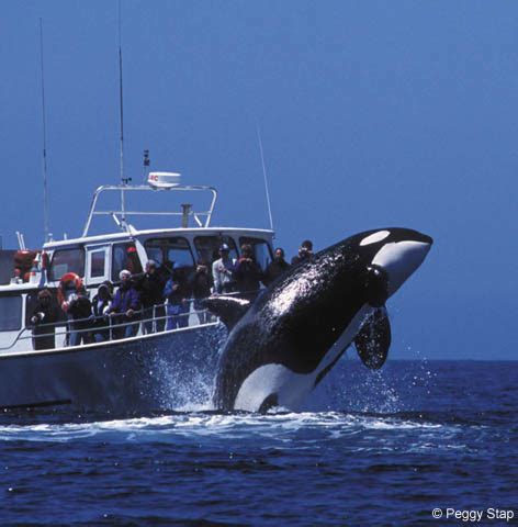 Monterey Bay Whale Watch -- Photo of Killer Whale breaching in front of whale watching boat