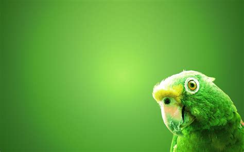 Green Parrot HD Wallpapers - Top Free Green Parrot HD Backgrounds ...