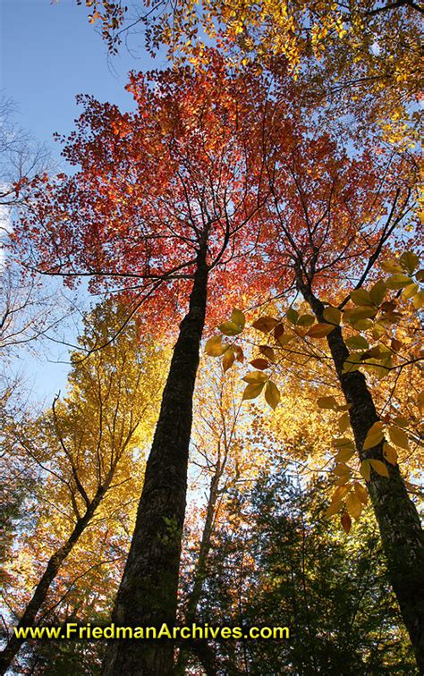 Autumn Forest Trees