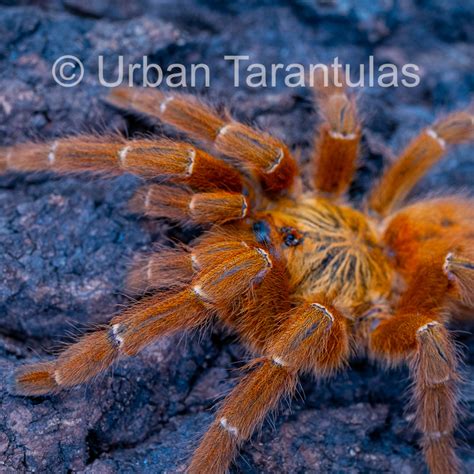 OBT Tarantula - Orange baboon Pterinochilus murinus| Urban Tarantulas