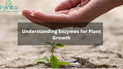 Best Enzymes For Plants | How Enzyme Helps In Plants Growth