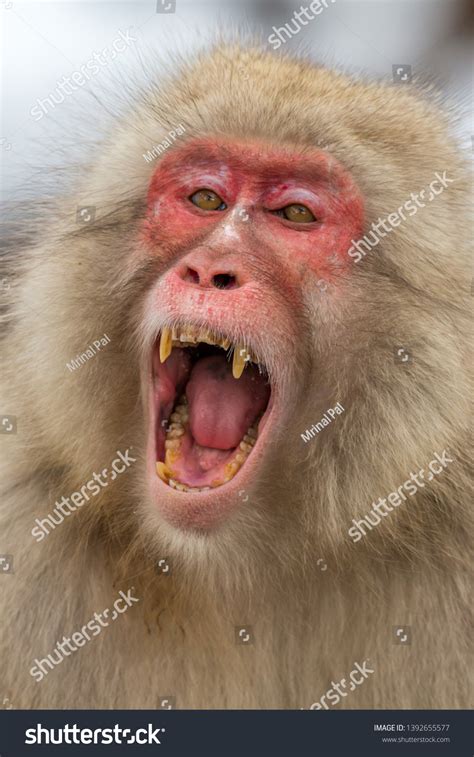 Angry Face Japanese Snow Monkey Showing Stock Photo 1392655577 | Shutterstock