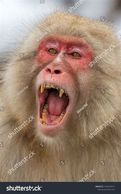 Angry Face Japanese Snow Monkey Showing Stock Photo 1392655577 ...