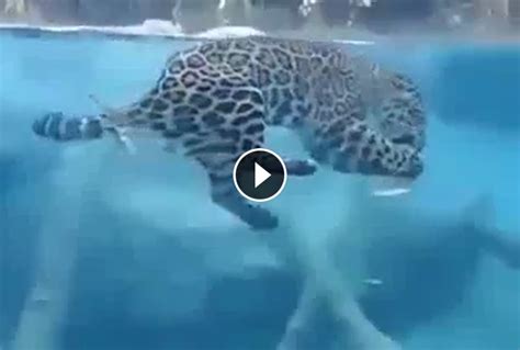 Jaguar Can Swim Underwater For Long Time - Miscellaneous Videos