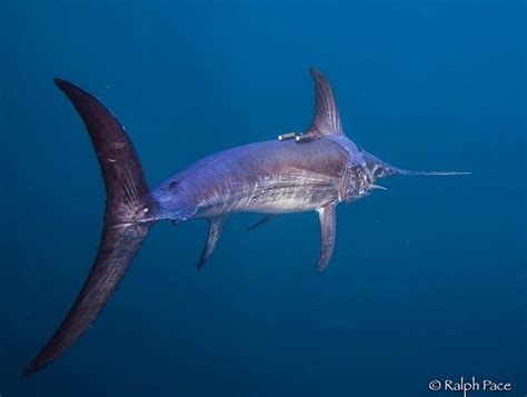 Aquarium of the Pacific | Storied Seafood: California Swordfish ...