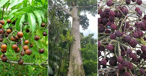 How to Grow Rudraksha Tree | Elaeocarpus ganitrus Plant Care