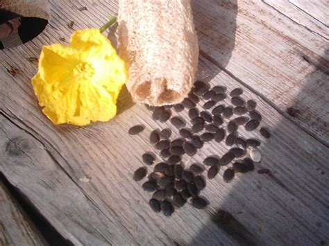 Luffa Seeds by DesertPickinsLLC on Etsy