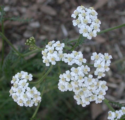 Cherrygal.com : HERB * YARROW WHITE * ORGANIC HEIRLOOM SEEDS 2022 - $2.00