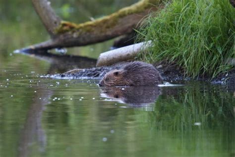 Best Beaver Tail Stock Photos, Pictures & Royalty-Free Images - iStock