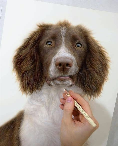 Super realistic dog drawing | Dog drawing, Colored pencil art projects ...