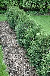 Technito Arborvitae (Thuja occidentalis 'Bailjohn') in Grand Rapids Cohasset Hibbing Itasca ...