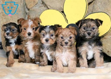 Morkie Dog Breed Information, Images, Characteristics, Health