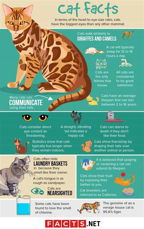 100 Surprising Cat Facts That You Never Knew About