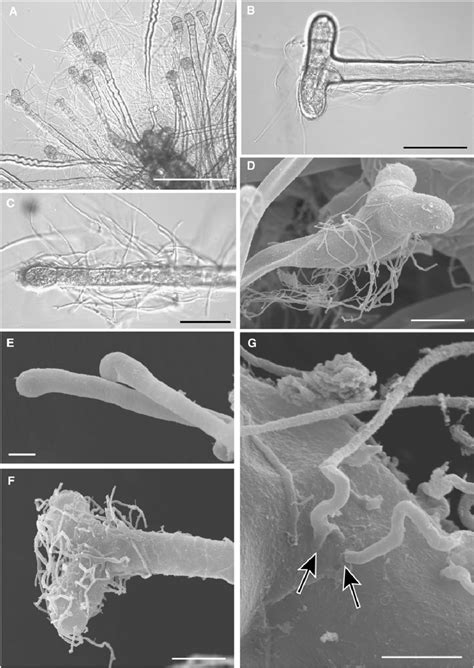 Resynthesis experiments on Pachyschistochila rhizoids using ...