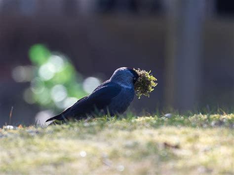 Jackdaw Nesting (Behaviour, Eggs + Location) | Birdfact