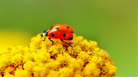 🔥 [41+] Cute Ladybug Wallpapers | WallpaperSafari