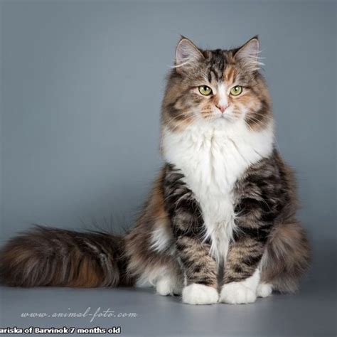 Calico Siberian Cat | World of Animal | Siberian cat, Animals, Pets cats