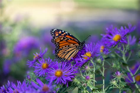 Stored fuel's importance for migrating monarch butterflies: Implications for conserving all ...