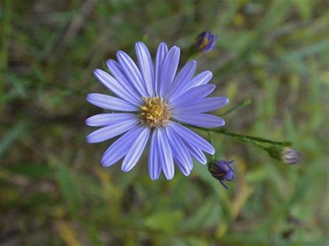 Sky Blue Aster - Kent Conservation District