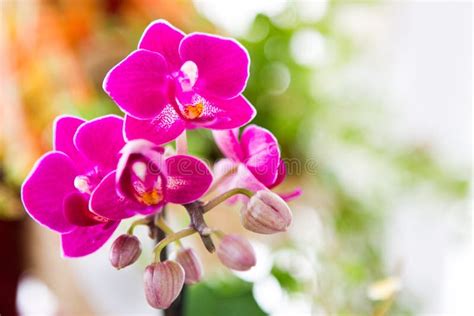 Pink orchid flower stock photo. Image of colored, natural - 20443104