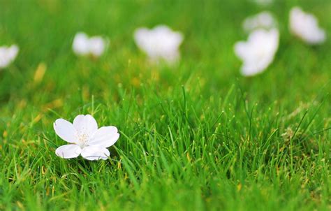 Grass and Flowers Wallpapers - Top Free Grass and Flowers Backgrounds ...