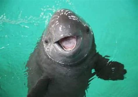 The world’s smallest porpoise is on the brink of extinction - Cantech Letter