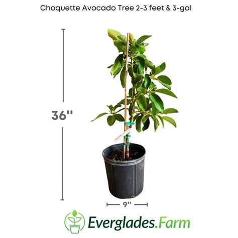 Grafted Choquette Avocado Tree - For Sale – Everglades Farm