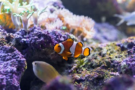 Clownfish | SEA LIFE Bangkok Ocean World