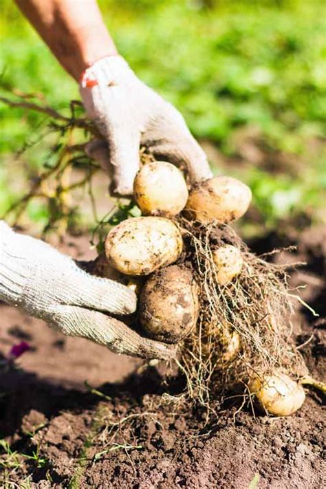 How To Harvest Homegrown Potatoes | Gardener's Path