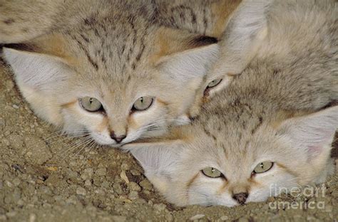 Sand Cat Adaptations to Desert Habitat - Videos - Cats For Africa