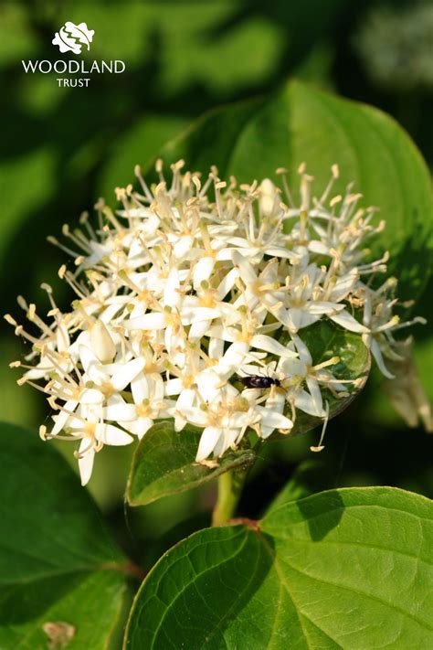 How to identify alder buckthorn (Frangula alnus) | Woodland, Alder, Flowers