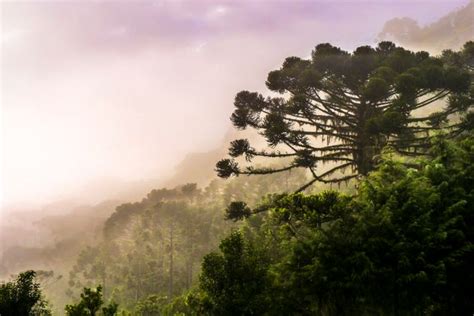 Climate Breakdown Is Pushing Brazil’s Iconic Araucaria Tree To Extinction, New Research Finds ...