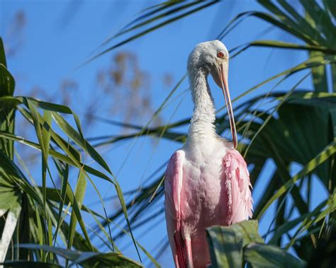 Roseate Spoonbill, Florida Bird, Bird Photo, Print - Etsy